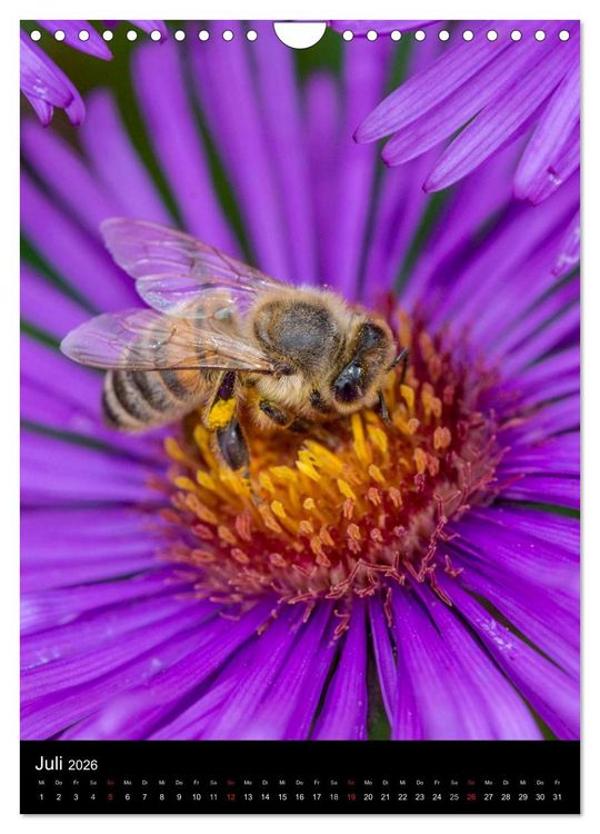 Produktbild: Bienenkalender (Wandkalender 2026 DIN A4 hoch), CALVENDO Monatskalender