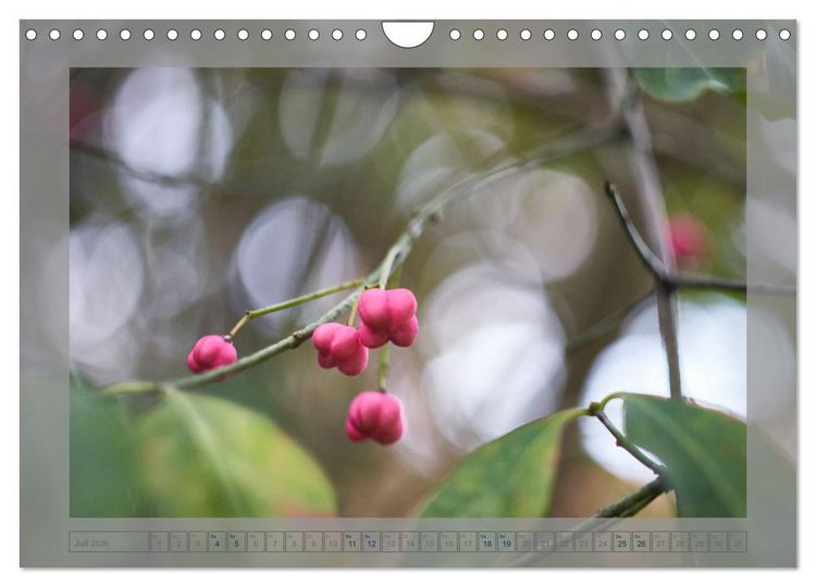 Produktbild: Verbl&uuml;hte Sch&ouml;nheiten (Wandkalender 2026 DIN A4 quer), CALVENDO Monatskalender