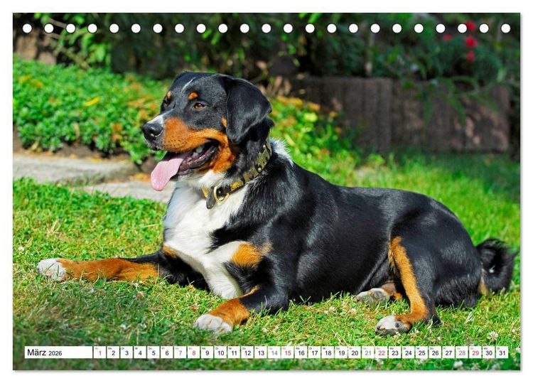 Produktbild: Schweizer Sennenhunde - die Hunde aus den Schweizer Alpen (Tischkalender 2026 DIN A5 quer), CALVENDO Monatskalender