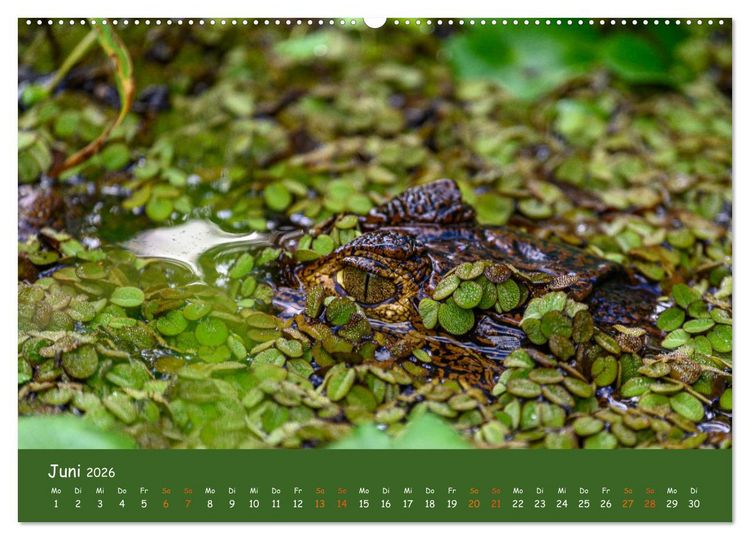 Produktbild: Costa Rica - Naturparadies zwischen Karibik und Pazifik (Wandkalender 2026 DIN A2 quer), CALVENDO Monatskalender