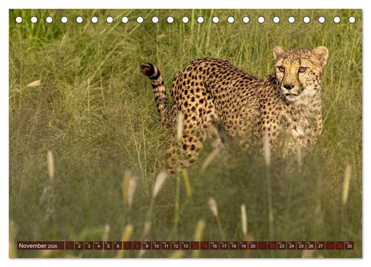 Produktbild: Amazing Cheetahs (Desk Calendar 2026 DIN A5 landscape), CALVENDO 12 Month DeskCalendar