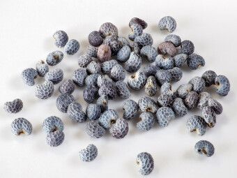 Produktbild: CALVENDO Puzzle Blaumohn | 1000 Teile Lege-Gr&ouml;&szlig;e 64x48cm Foto-Puzzle f&uuml;r gl&uuml;ckliche Stunden