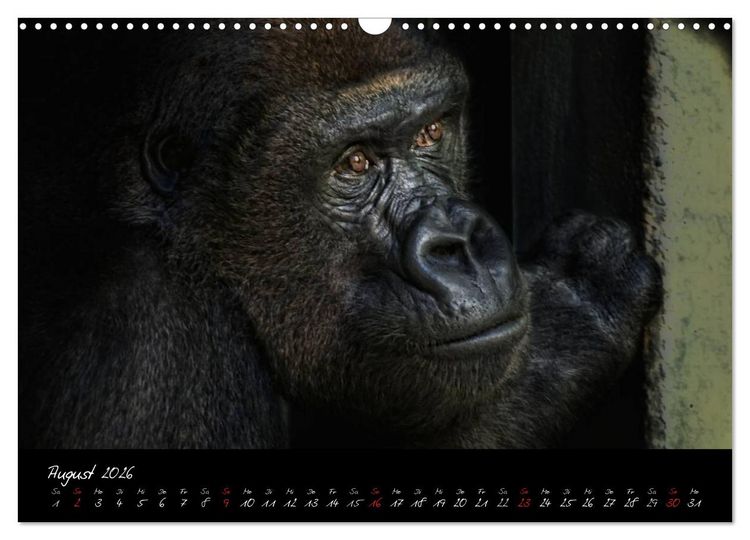 Produktbild: Gorilla (Wandkalender 2026 DIN A3 quer), CALVENDO Monatskalender