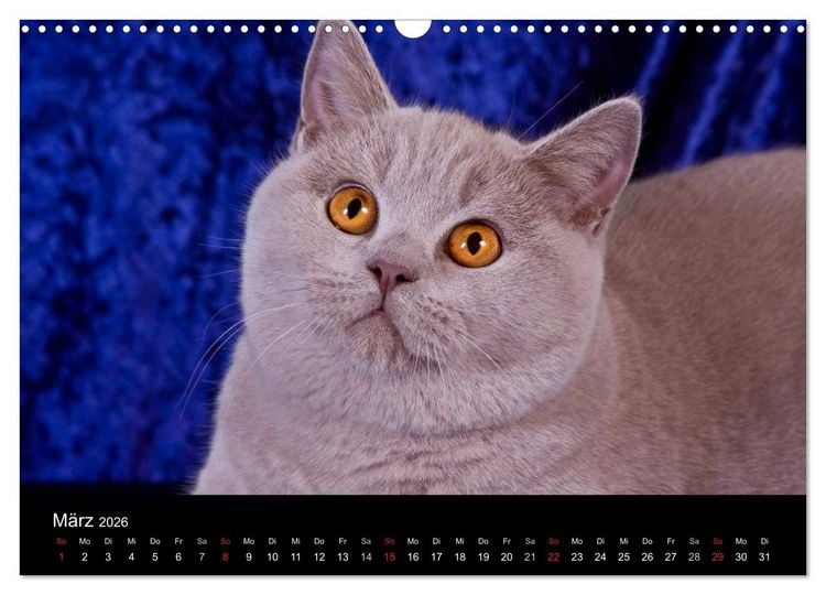 Produktbild: Britisch Kurzhaar Katzen (Wandkalender 2026 DIN A3 quer), CALVENDO Monatskalender