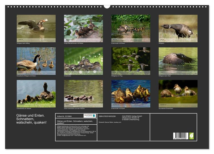 Produktbild: G&auml;nse und Enten. Schnattern, watscheln, quaken! (Wandkalender 2026 DIN A2 quer), CALVENDO Monatskalender