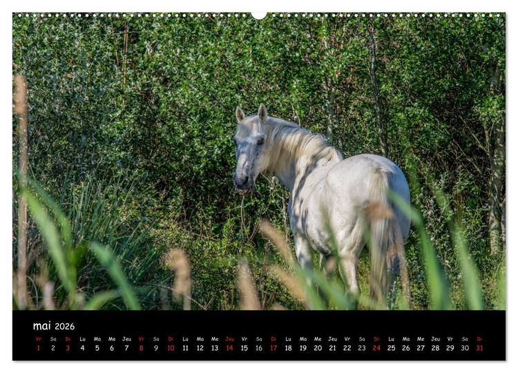 Produktbild: Cheval camarguais (Calendrier mural 2026 DIN A2 vertical) calendrier de bureau