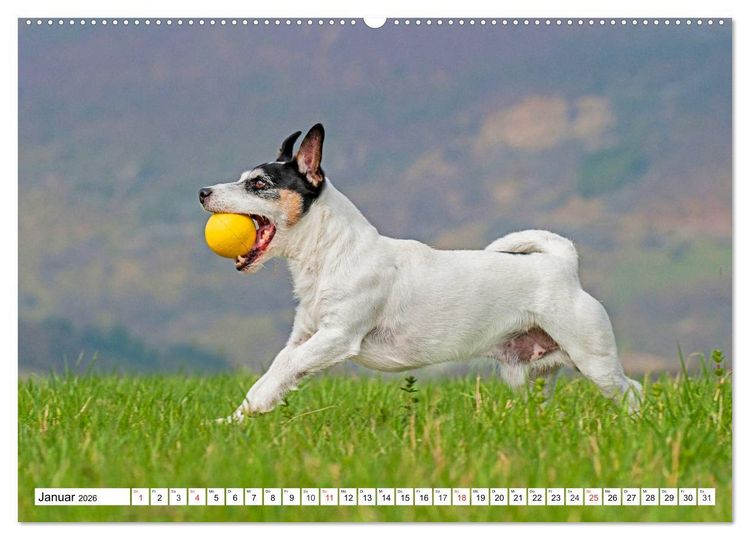 Produktbild: 100000 Volt auf vier Pfoten - Jack und Parson Russell Terrier (Wandkalender 2026 DIN A2 quer), CALVENDO Monatskalender