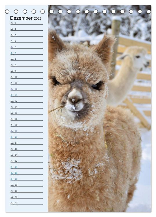 Produktbild: Alpakas zum Knuddeln gerne (Tischkalender 2026 DIN A5 hoch), CALVENDO Monatskalender