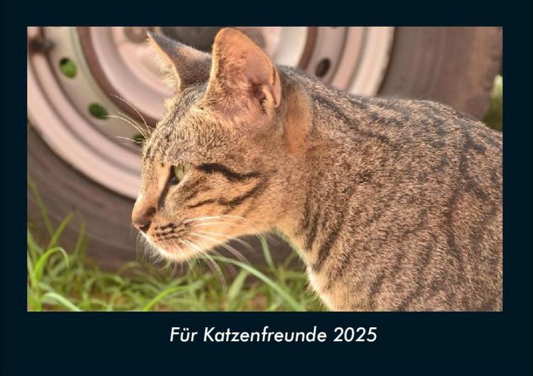 Produktbild: F&uuml;r Katzenfreunde 2025 Fotokalender DIN A4