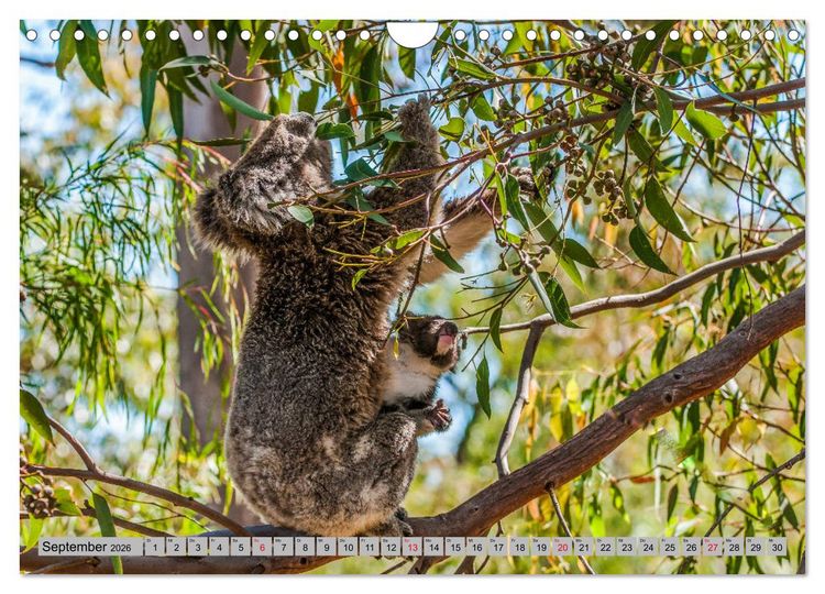 Produktbild: Australische Koalas (Wandkalender 2026 DIN A4 quer), CALVENDO Monatskalender