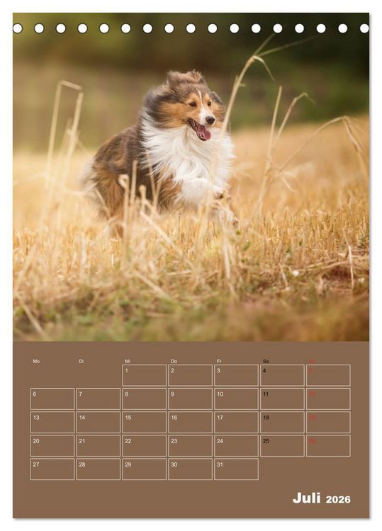 Produktbild: SHELTIES Herzensbrecher auf 4 Pfoten (Tischkalender 2026 DIN A5 hoch), CALVENDO Monatskalender