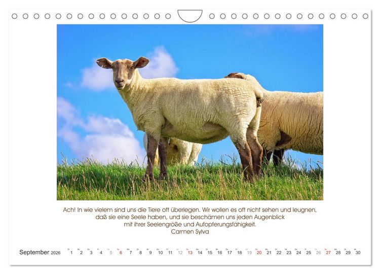 Produktbild: Der Tierkalender mit Zitaten, Weisheiten und Spr&uuml;chen (Wandkalender 2026 DIN A4 quer), CALVENDO Monatskalender