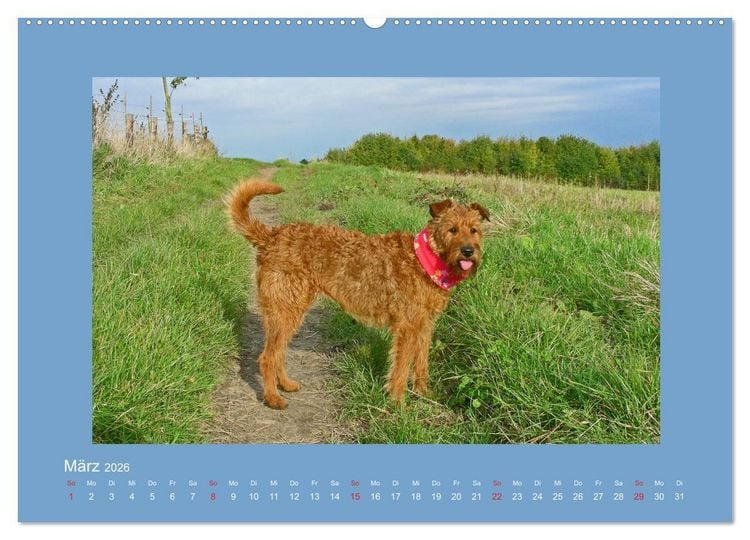 Produktbild: Kelly, der Irish Terrier - innen und au&szlig;en aus Gold (hochwertiger Premium Wandkalender 2026 DIN A2 quer), Kunstdruck in Hochglanz