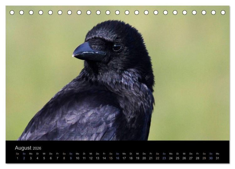 Produktbild: Rabenschwarze Impressionen - meike-ajo-dettlaff.de via wildvogelhlfe.org (Tischkalender 2026 DIN A5 quer), CALVENDO Monatskalender