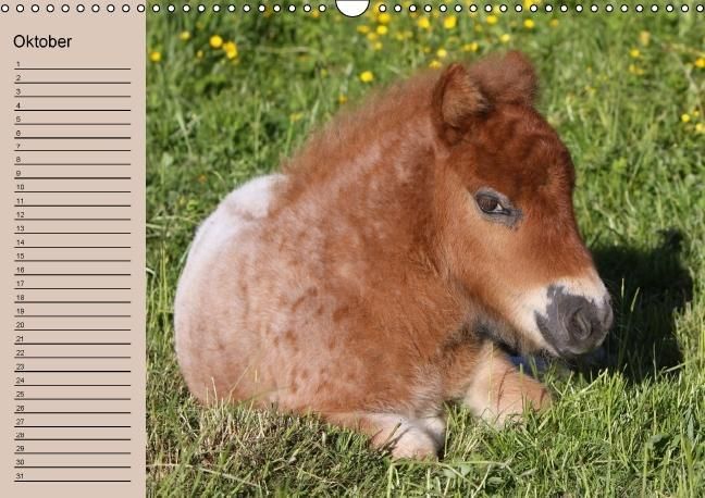 Produktbild: Der Fohlen-Geburtstagskalender (Wandkalender immerw&auml;hrend DIN A3 quer)