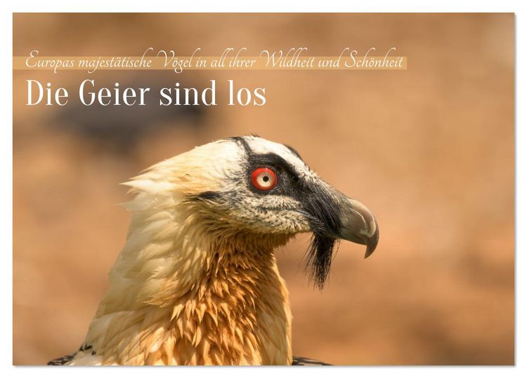 Produktbild: Die Geier sind los (Tischkalender 2026 DIN A5 quer), CALVENDO Monatskalender