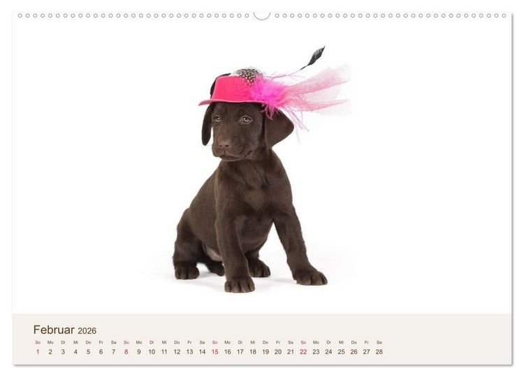 Produktbild: Labrador - Welpen (Wandkalender 2026 DIN A2 quer), CALVENDO Monatskalender