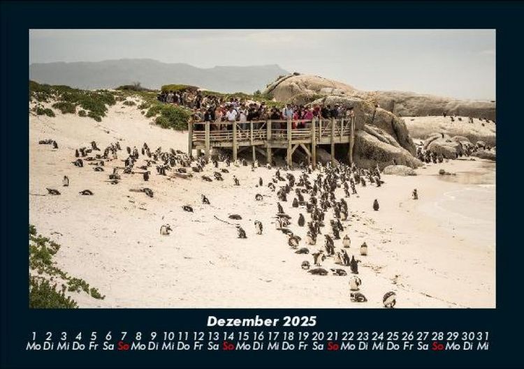 Produktbild: Pinguine & Eisb&auml;ren 2025 Fotokalender DIN A5