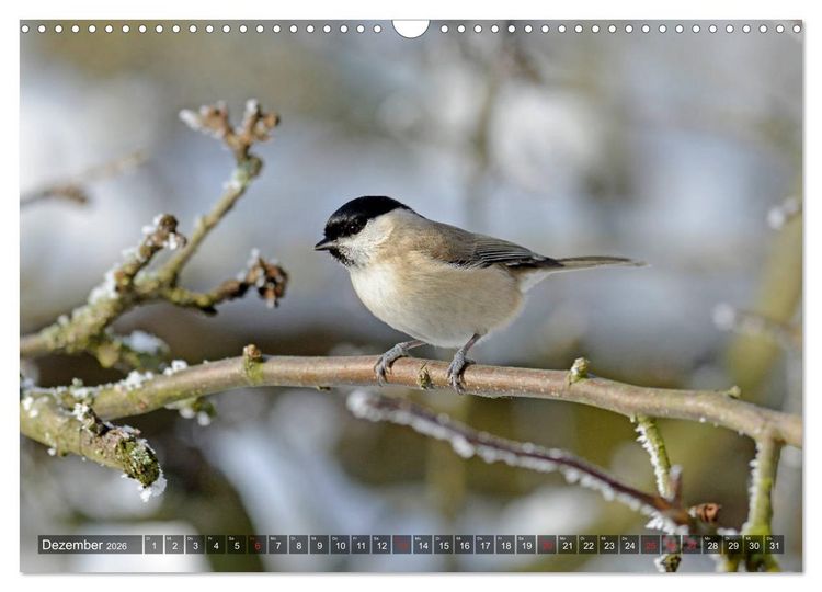 Produktbild: Heimische Singv&ouml;gel in Feld und Flur (Wandkalender 2026 DIN A3 quer), CALVENDO Monatskalender