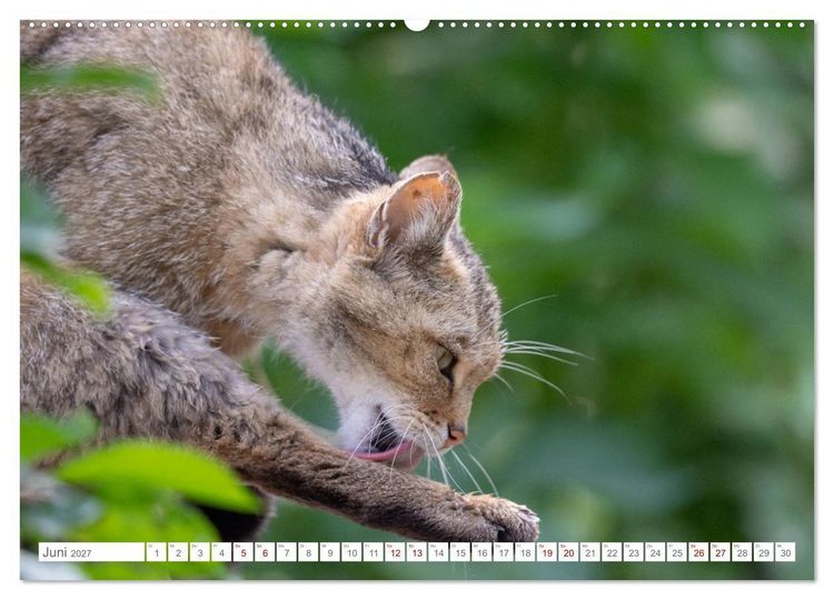 Produktbild: Wildkatzen - die anmutigsten Raubiere in Europa. (Wandkalender 2027 DIN A2 quer), CALVENDO Monatskalender
