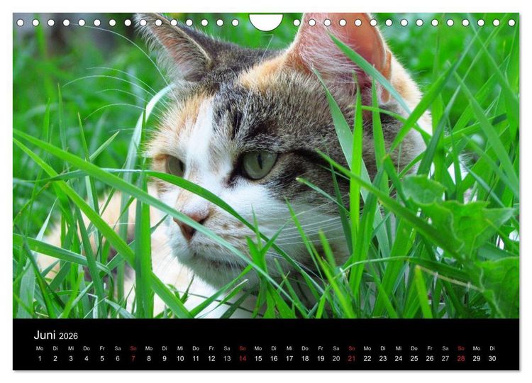 Produktbild: Haustiger - Ein Katzenkalender (Wandkalender 2026 DIN A4 quer), CALVENDO Monatskalender
