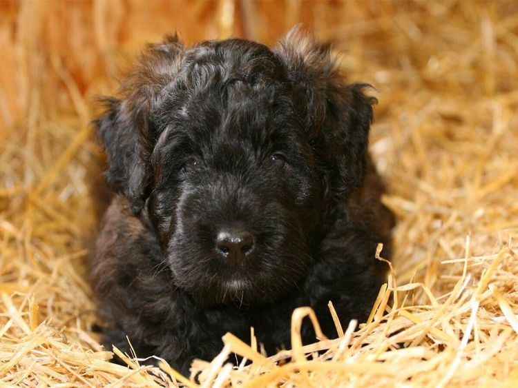 Produktbild: CALVENDO Puzzle Ein Motiv aus dem Kalender Bouvier des Flandres | 1000 Teile Lege-Gr&ouml;&szlig;e 64x48cm Foto-Puzzle f&uuml;r gl&uuml;ckliche Stunden