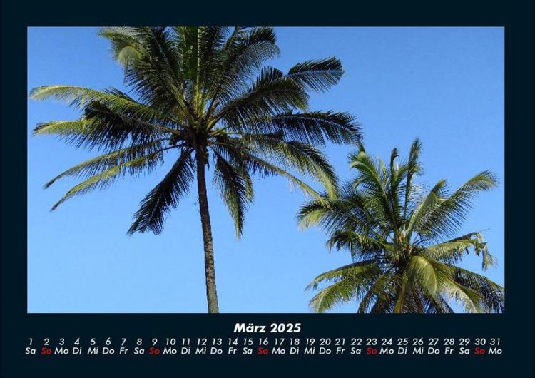Produktbild: Palmentraum 2025 Fotokalender DIN A4