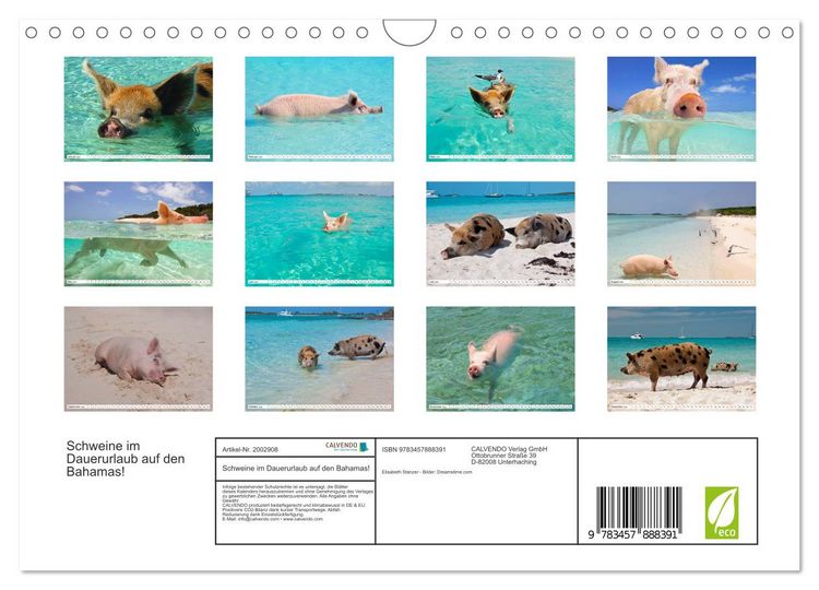 Produktbild: Schweine im Dauerurlaub auf den Bahamas! (Wandkalender 2026 DIN A4 quer), CALVENDO Monatskalender
