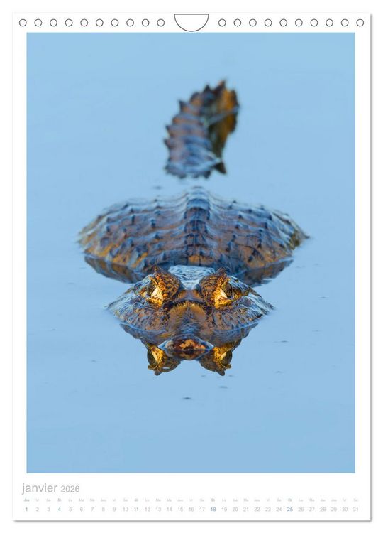 Produktbild: Le Pantanal (Calendrier mural 2026 DIN A4 horizontal), CALVENDO calendrier mensuel