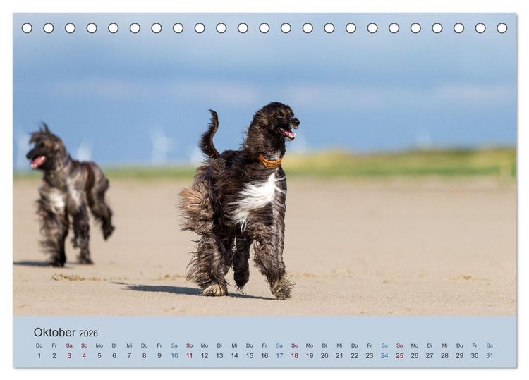 Produktbild: AFGHANISCHE WINDHUNDE 2026 (Tischkalender 2026 DIN A5 quer), CALVENDO Monatskalender