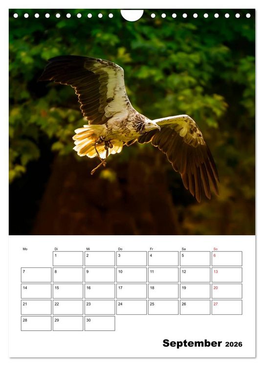 Produktbild: Raub- und Greifv&ouml;gel im Flug (Wandkalender 2026 DIN A4 hoch), CALVENDO Monatskalender