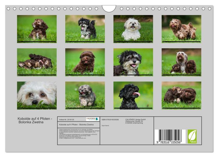 Produktbild: Kobolde auf 4 Pfoten - Bolonka Zwetna (Wandkalender 2026 DIN A4 quer), CALVENDO Monatskalender