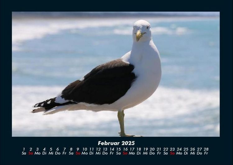 Produktbild: M&ouml;wen 2025 Fotokalender DIN A4
