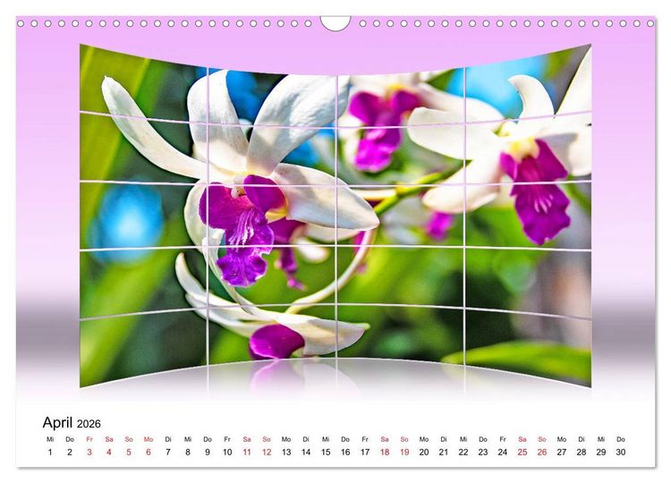 Produktbild: Orchideen Bildergalerie (Wandkalender 2026 DIN A3 quer), CALVENDO Monatskalender