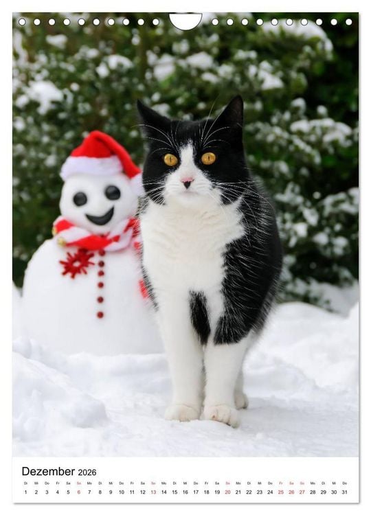 Produktbild: COUNTRY CATS (Wandkalender 2026 DIN A4 hoch), CALVENDO Monatskalender