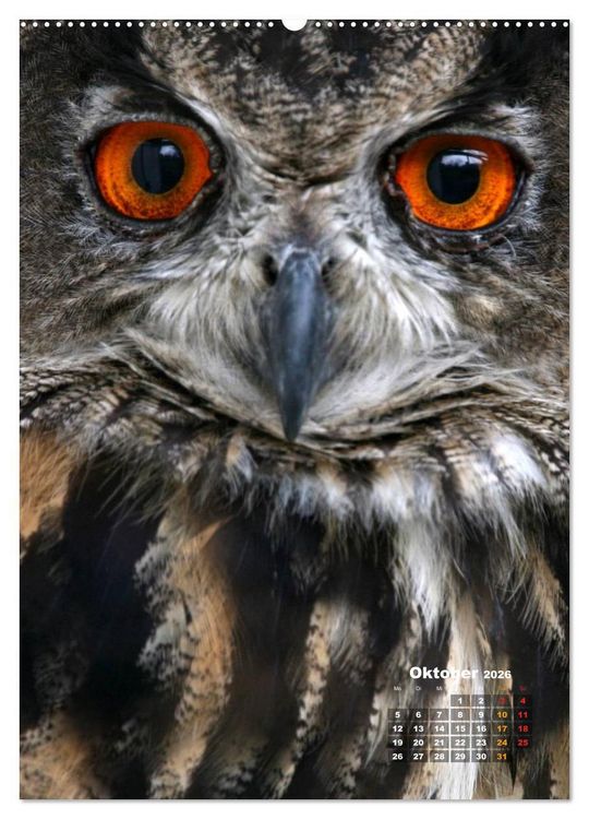 Produktbild: Eulen (hochwertiger Premium Wandkalender 2026 DIN A2 hoch), Kunstdruck in Hochglanz