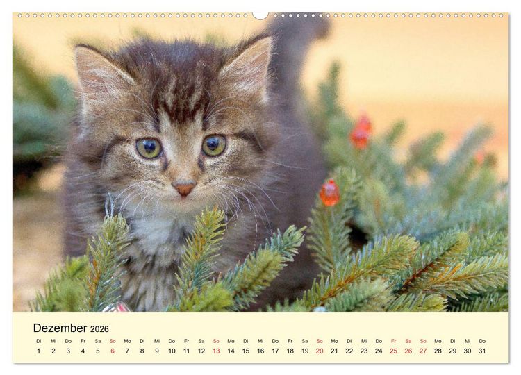 Produktbild: Putzige Katzenkinder. Drollige K&auml;tzchen entdecken die Welt! (hochwertiger Premium Wandkalender 2026 DIN A2 quer), Kunstdruck in Hochglanz