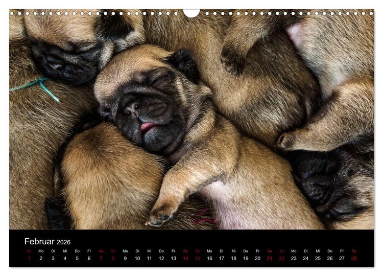 Produktbild: Mopswelpen (Wandkalender 2026 DIN A3 quer), CALVENDO Monatskalender
