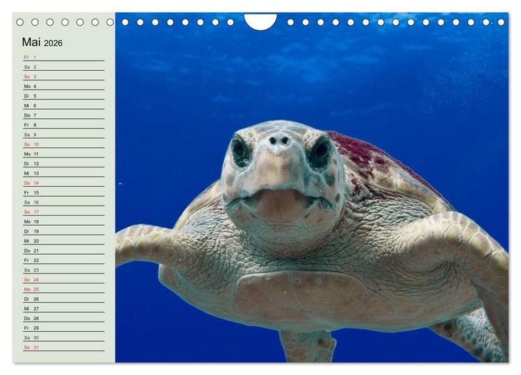 Produktbild: Meeresschildkr&ouml;ten. Nomaden der Ozeane (Wandkalender 2026 DIN A4 quer), CALVENDO Monatskalender