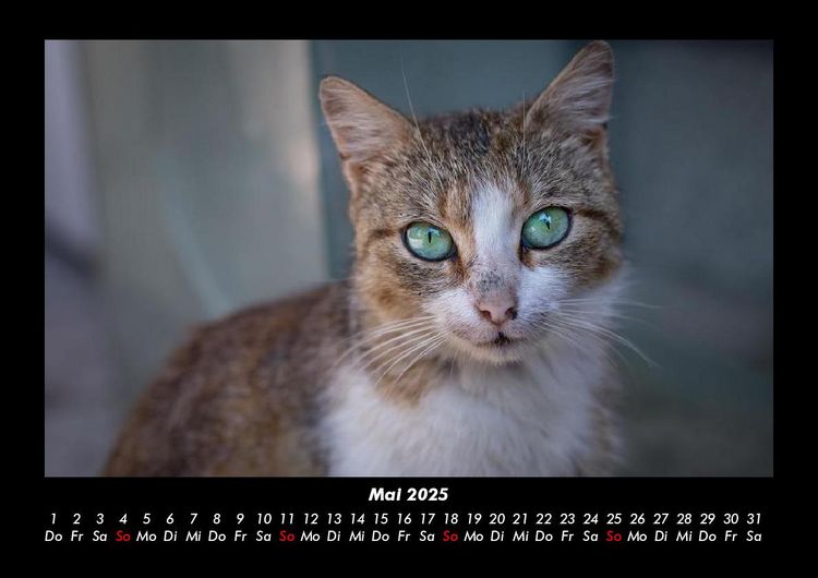 Produktbild: F&uuml;r Katzenfreunde 2025 Fotokalender DIN A3