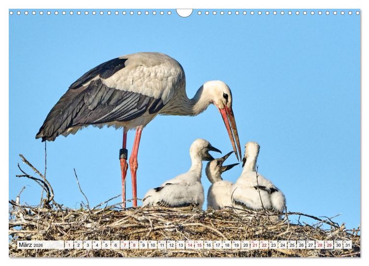 Produktbild: Eine Saison mit Familie Storch (Wandkalender 2026 DIN A3 quer), CALVENDO Monatskalender