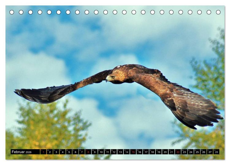 Produktbild: Flugk&uuml;nstler unter unserem Himmel - Spektakul&auml;re Aufnahmen von Uhu,Kr&auml;he,Graugans und Co (Tischkalender 2026 DIN A5 quer), CALVENDO Monatskalender