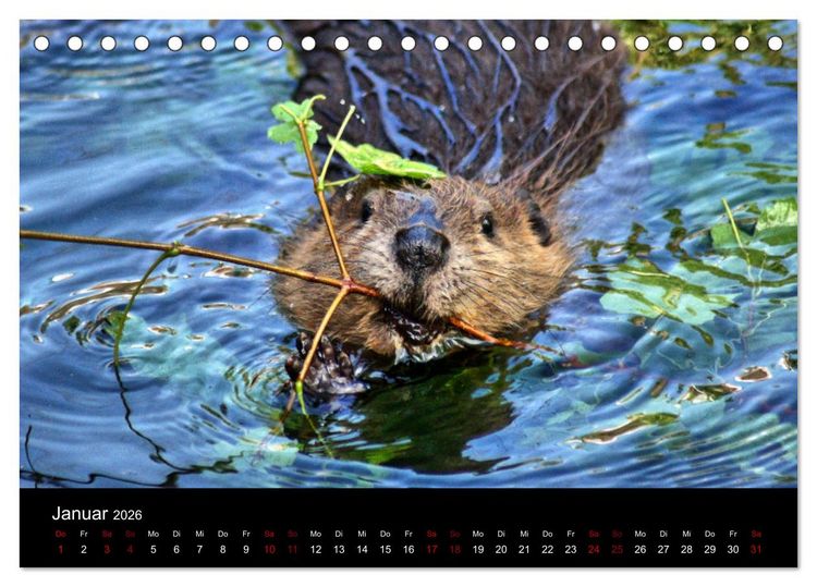 Produktbild: Das Leben der Biber (Tischkalender 2026 DIN A5 quer), CALVENDO Monatskalender