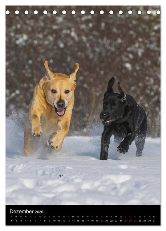 Produktbild: Faszination Labrador Retriever (Tischkalender 2026 DIN A5 hoch), CALVENDO Monatskalender