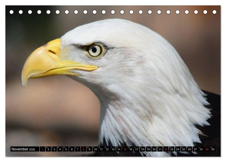 Produktbild: Adler und Greife - K&ouml;nige des Himmels (Tischkalender 2026 DIN A5 quer), CALVENDO Monatskalender