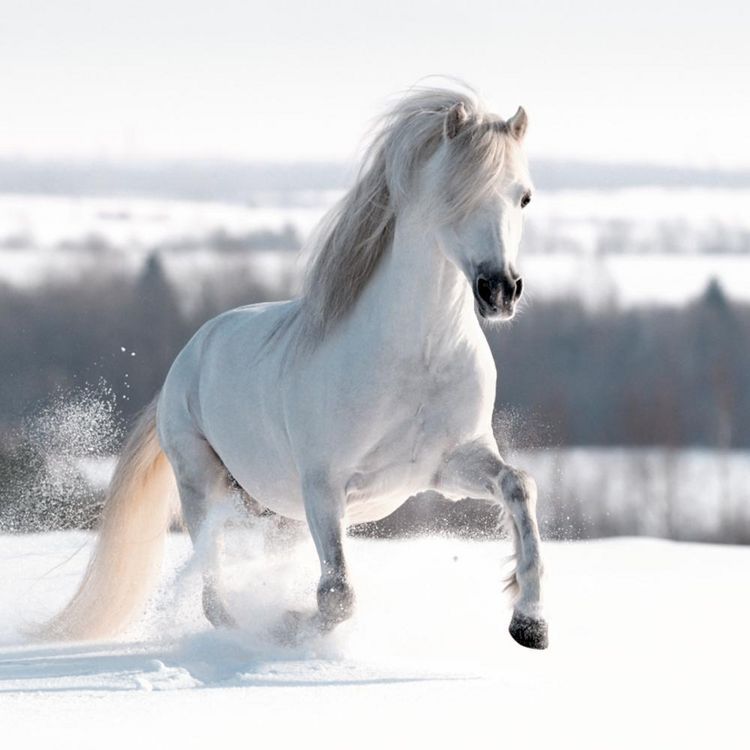 Produktbild: Wand-Adventskalender - Pferd in Schneelandschaft