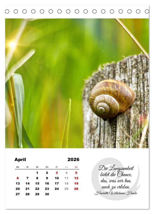 Produktbild: Schnecklein (Tischkalender 2026 DIN A5 hoch), CALVENDO Monatskalender