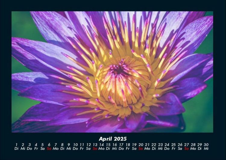 Produktbild: Blumentr&auml;ume 2025 Fotokalender DIN A4