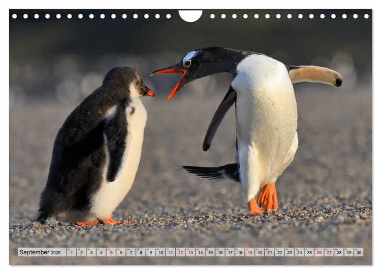 Produktbild: Pinguine der Falkland Inseln (Wandkalender 2026 DIN A4 quer), CALVENDO Monatskalender