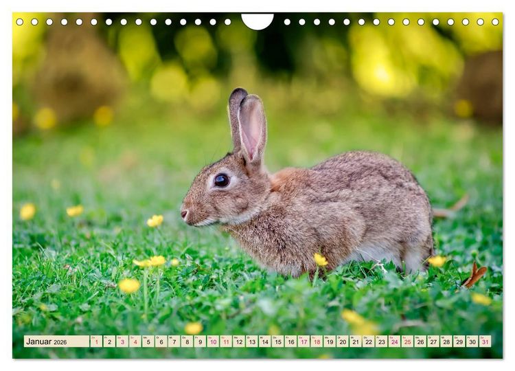 Produktbild: Feldhasen und Kaninchen (Wandkalender 2026 DIN A4 quer), CALVENDO Monatskalender